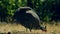 A Guinea Fowl struts around looking for food