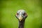 The guinea fowl vulture bird with a small head without plumage with a pointed beak