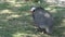 Guinea Fowl in the Yard