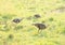 Guinea fowls