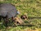 Guinea fowls