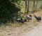 Guinea fowls with dotted feathers