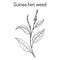 Guinea hen weed Petiveria alliacea , medicinal plant