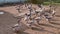 Guinea hens and geese walking at backyard. Nice birds obey their owner.