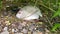 Guinea hens laying eggs or a Broody Guinea hen sitting in the nest