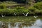 Guinea Kamsar white herons enjoy african lake