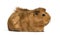 Guinea Pig, 6 months old, in front of white background