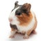 Guinea pig baby on white