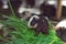 Guinea pig black and white, eating grass.