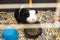 Guinea-pig black and white in its cage, little cute pet close-up with toys, food and straw