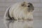 Guinea pig breed Coronet cavy