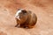 Guinea pig breed smooth-haired in a zoo. Tenerife island