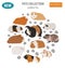 Guinea Pig breeds icon set flat style isolated on white. Pet rod