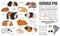 Guinea Pig breeds infographic template, icon set flat style isolated. Pet rodents collection. Create own infographic about pets