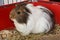 Guinea pig in a cage