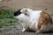 Guinea pig Cavia porcellus, also known as cavy, eating green grass