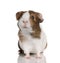 Guinea pig, Cavia porcellus, in front of white background