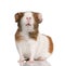 Guinea pig, Cavia porcellus, in front of white background