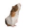 Guinea pig, Cavia porcellus, sniffing