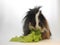 Guinea pig chewing green salad leaf at home - animals food and domestic pets concept .