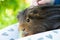 Guinea pig in child's hands, close up