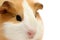 Guinea pig closeup over white