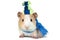 Guinea pig dressed in a winter hat and scarf