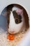 Guinea pig eating in a cage