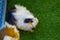 Guinea pig eating green grass in the Zoo