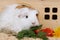 Guinea pig eating parsley