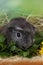 Guinea pig eating vegetables