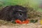 Guinea pig eating vegetables