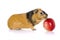 Guinea pig eats an apple