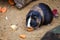 Guinea pig eats carrot