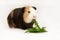 A guinea pig eats dill. Isolate