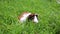 Guinea pig eats grass in nature