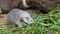 Guinea pig eats green grass Cavia aperea f. porcellus.