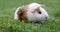 Guinea pig eats green grass walking on the lawn. Guinea pig on green grass in the garden