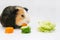 guinea pig eats a green salad cucumber carrots on a white background top view. Pets, food, care.