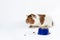guinea pig eats its food from a blue bowl on a white background