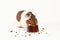 Guinea pig eats its food from a brown bowl on a white background