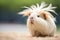 guinea pig in focus, squeaking, with blurred background