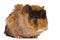 Guinea pig in front of white background