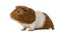 Guinea pig in front of a white background