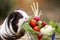 Guinea pig and fruits