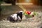 Guinea pig and fruits