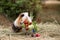 Guinea pig and fruits