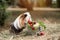 Guinea pig and fruits