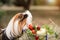 Guinea pig and fruits