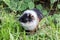 Guinea pig in a garden